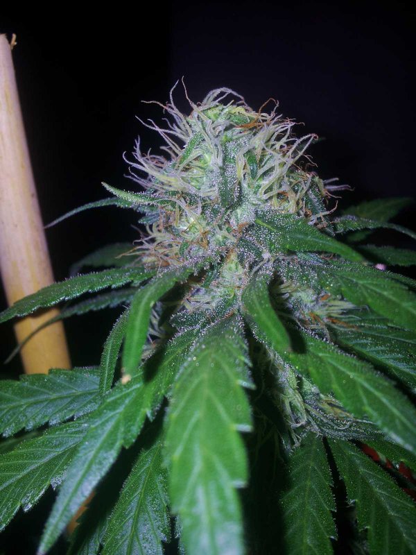 Kinky Cheese Strawberry Bubblegum Pheno Day 54  (6).JPG