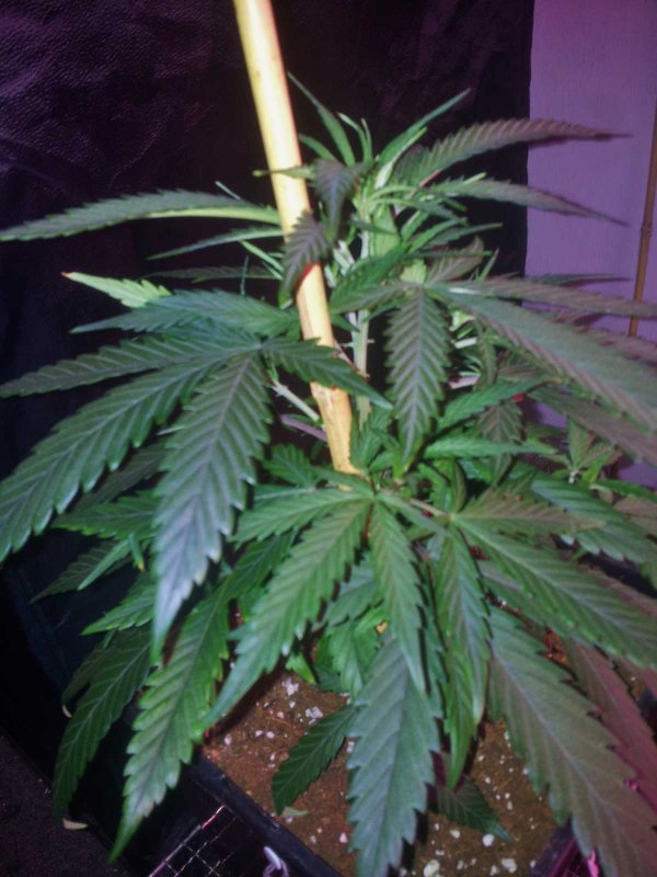 Kinky Cheese Strawberry Bubblegum Pheno KeeperMum (2).JPG