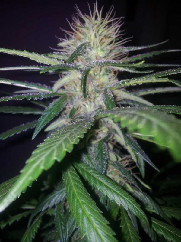 Kinky Cheese Strawberry Cheese Bublegum Pheno (1).JPG