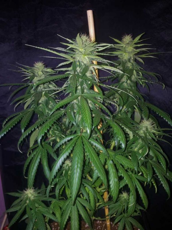 Kinky Cheese Strawberry Cheese Bublegum Pheno aka The Keeper (1).JPG