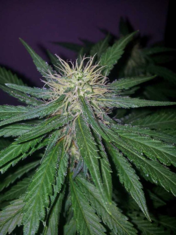 Kinky Cheese Strawberry Cheese Bublegum Pheno aka The Keeper (10).JPG