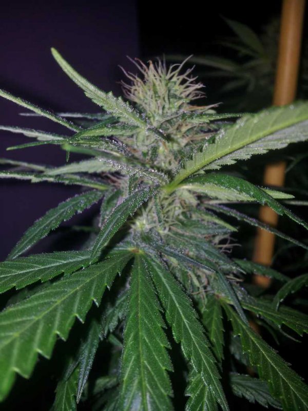 Kinky Cheese Strawberry Cheese Bublegum Pheno aka The Keeper (11).JPG