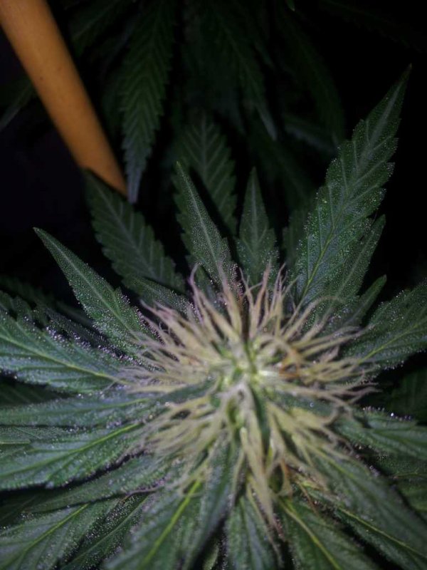 Kinky Cheese Strawberry Cheese Bublegum Pheno aka The Keeper (13).JPG