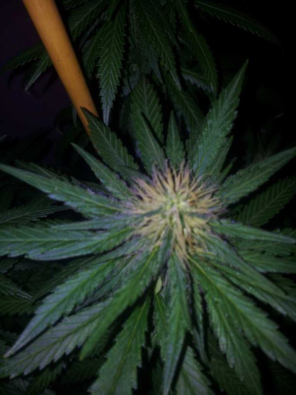 Kinky Cheese Strawberry Cheese Bublegum Pheno aka The Keeper (14).JPG