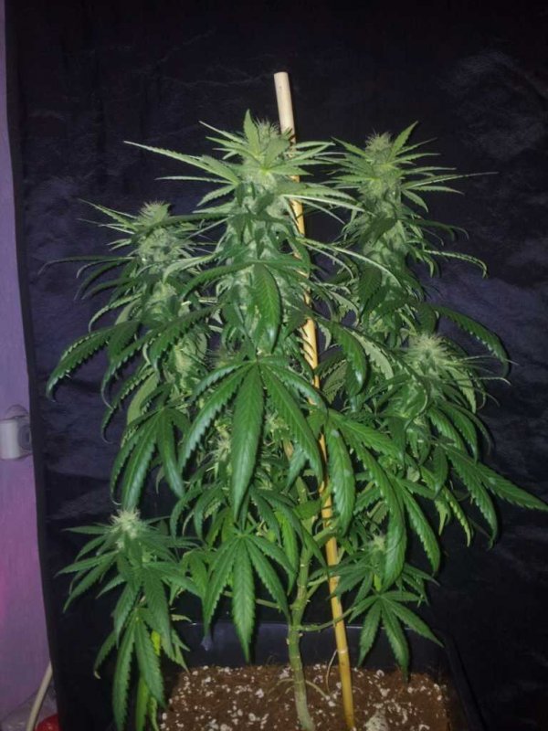 Kinky Cheese Strawberry Cheese Bublegum Pheno aka The Keeper (2).JPG