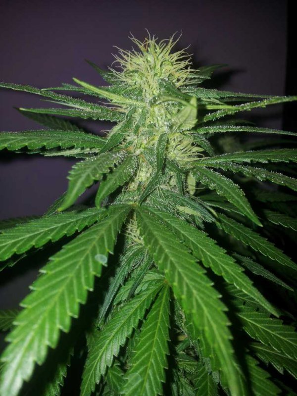 Kinky Cheese Strawberry Cheese Bublegum Pheno aka The Keeper (9).JPG