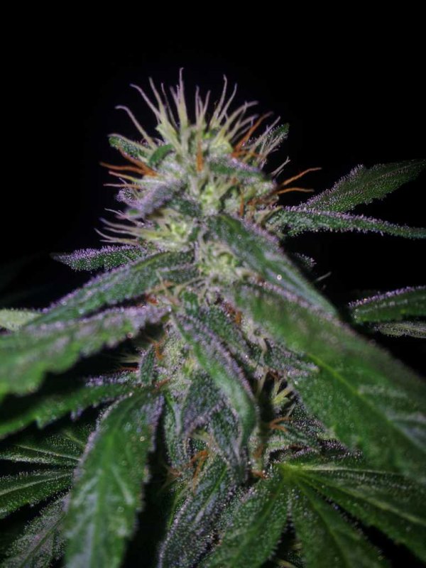 Kiny Cheese Exodus Pheno (10).JPG