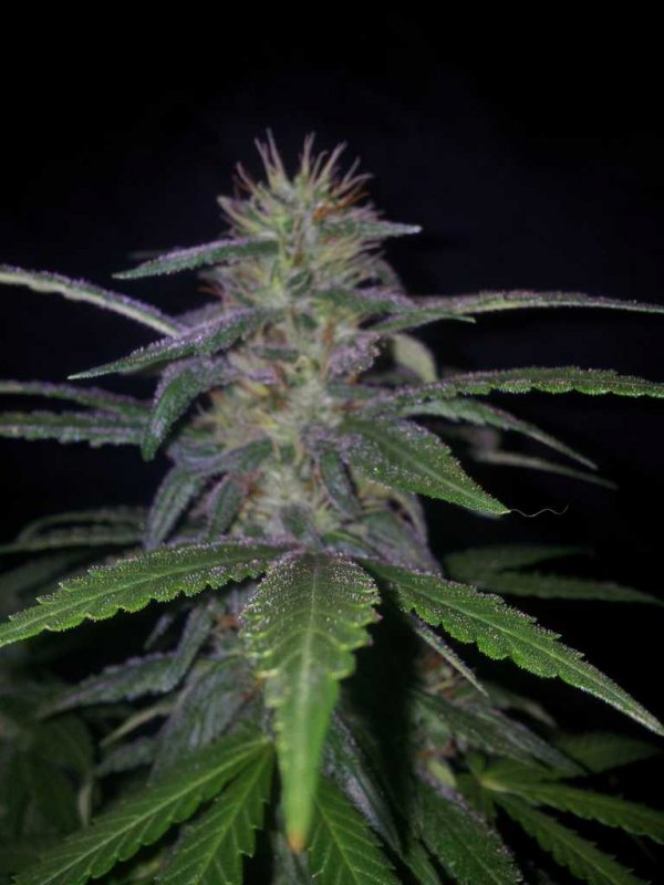 Kiny Cheese Exodus Pheno (11).JPG