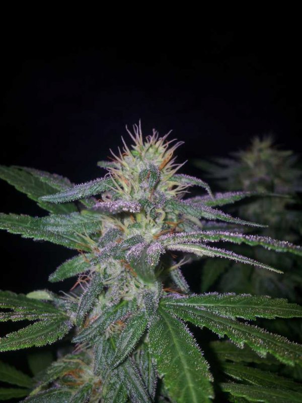 Kiny Cheese Exodus Pheno (13).JPG