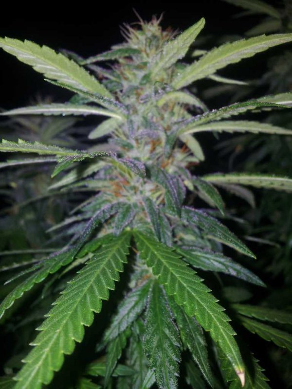 Kiny Cheese Exodus Pheno (14).JPG