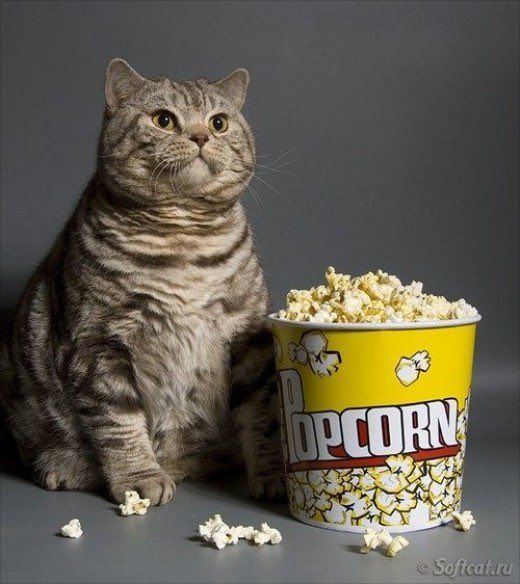 kitty-popcorn.jpg