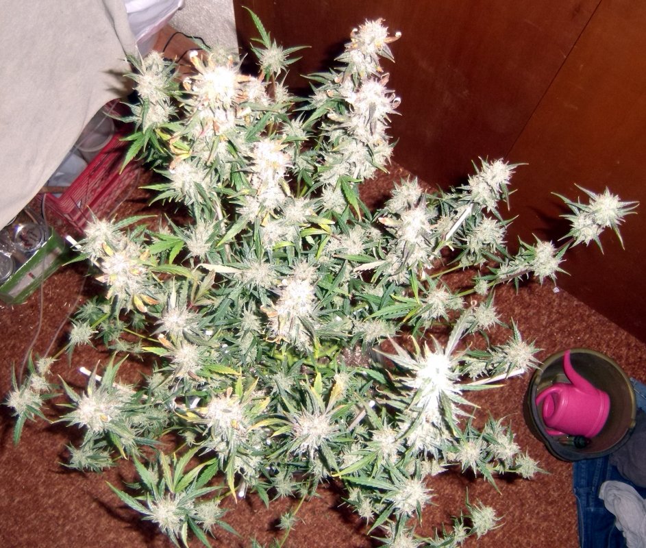 KS (NLXBB)XAU Day 88 Harvest (5).JPG