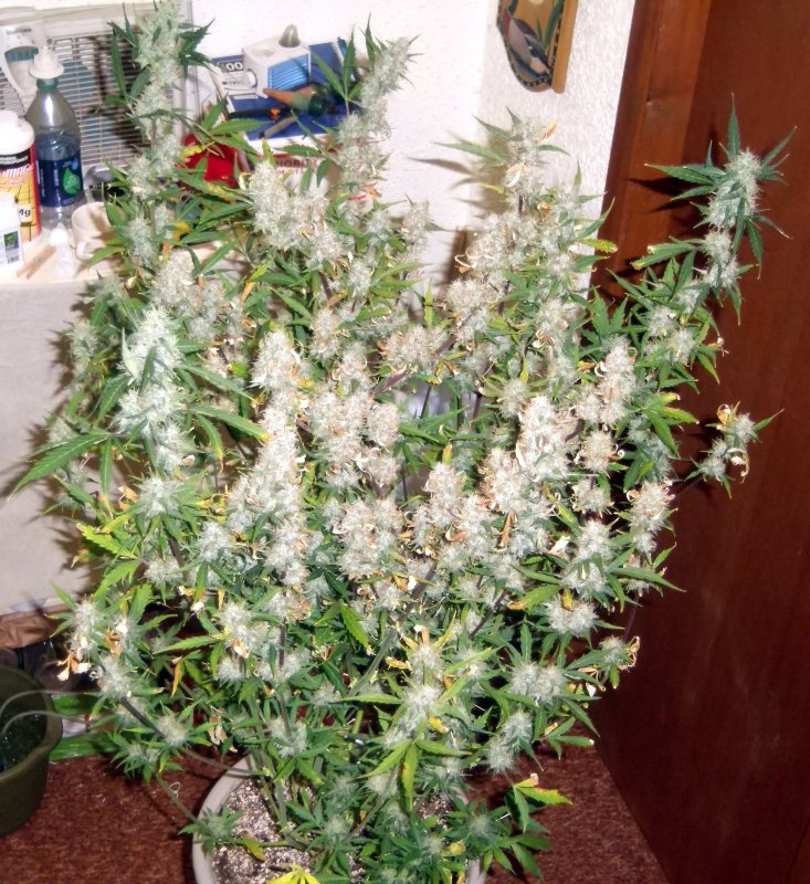 KS WOS NLXBB Day 88 Harvest (2).JPG