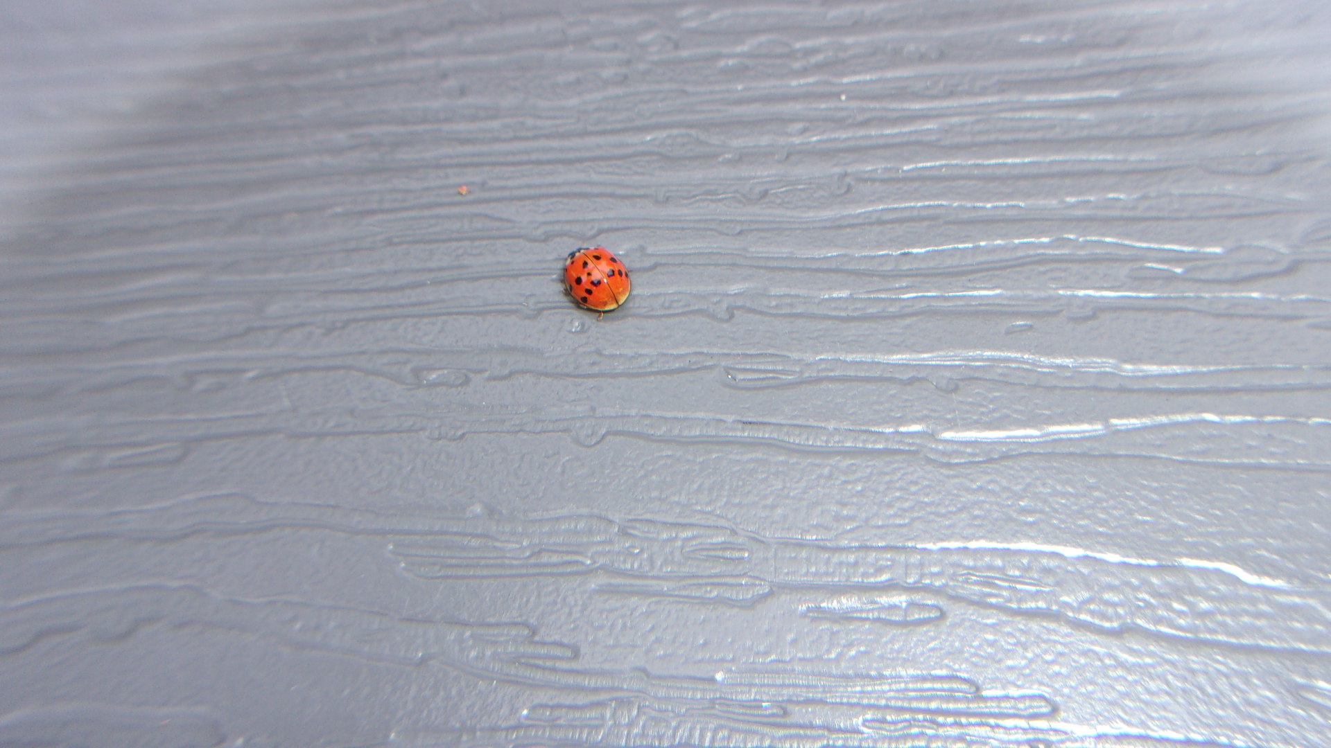 Lady bug.JPG