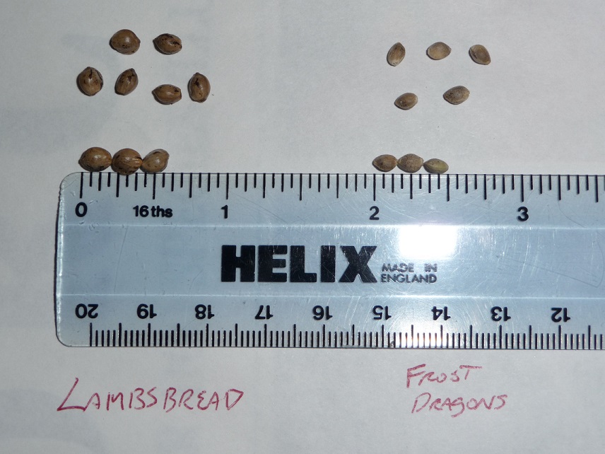 lamb seeds.jpg