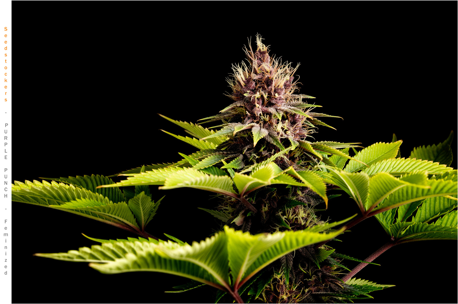 large.Seedstockers-Purple-Punch-Plant01-topBud-29-11-2021.jpg.b65646d85484aa37bd3cb9f663acf0e3.jpg