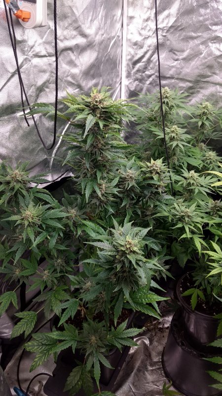 Large Short Stuff Amnesia CBD pic1 -3-11-2019.jpg