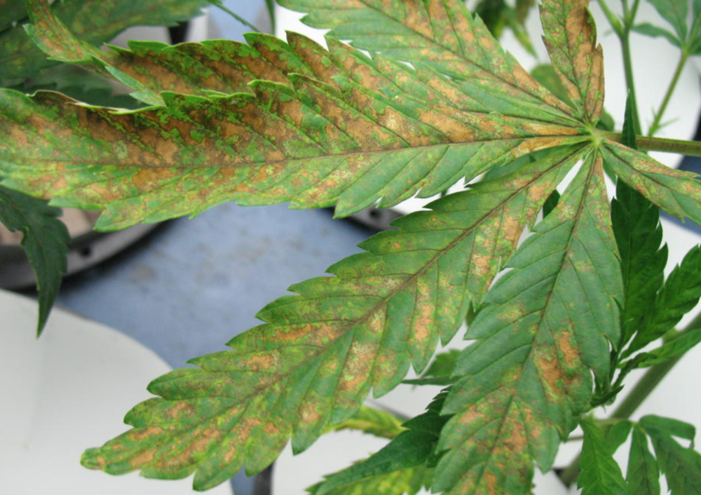 late+stage+phosphorus+deficiency+cannabis+plants.png