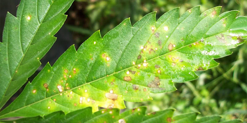 leaf-septoria-on-marijuana-plants-35806-w800.jpg