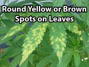 leaf-septoria-yellow-leaf-spot.jpg