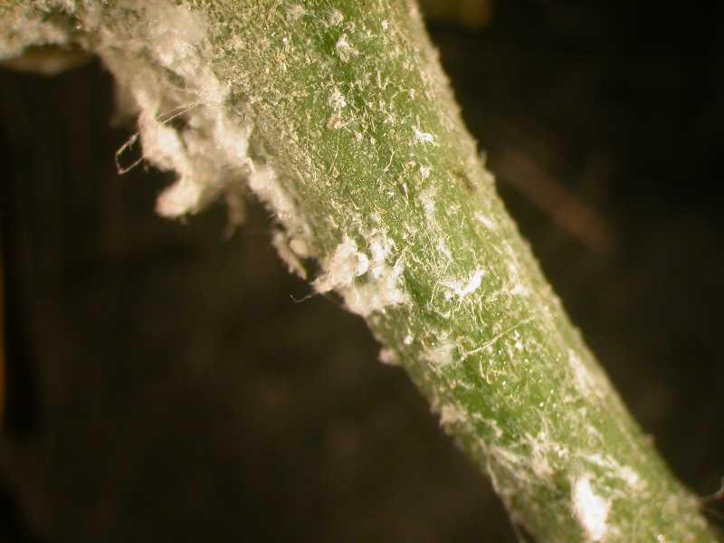 Leafhoppers303 - Copy.jpg