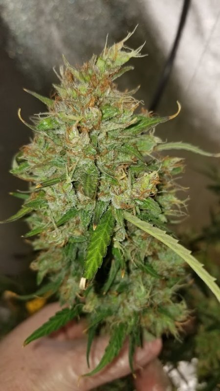 Lemon Juice Bud Shot 3 Final Pic.jpg