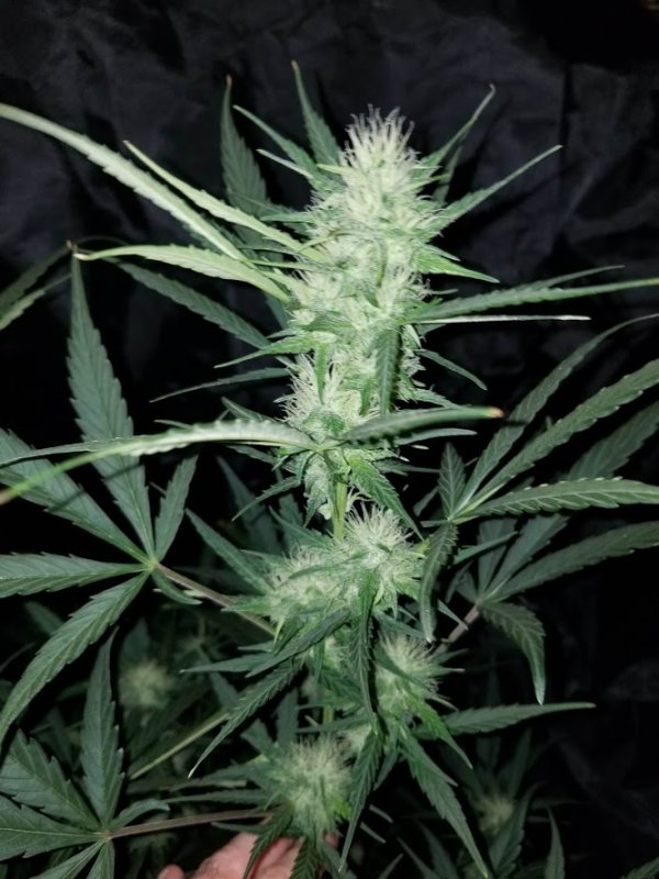 Lemon Juice Express Bud 6192019.jpg