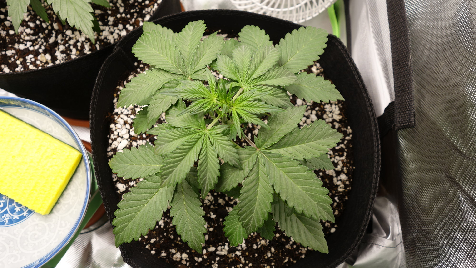 Lemon Pie CBD 060120.JPG