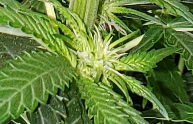 LemonZ.2_day54_flower.jpg