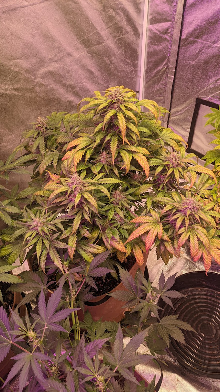 Linda's Seeds GG#4 512021.jpg