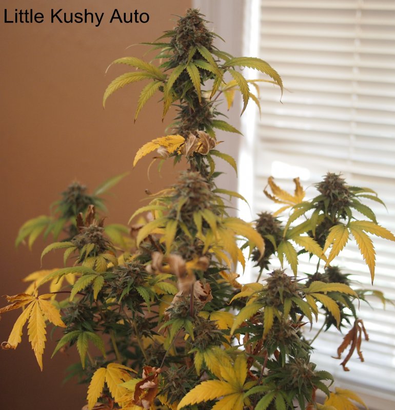 Little Kushy Auto-Day 78.jpg