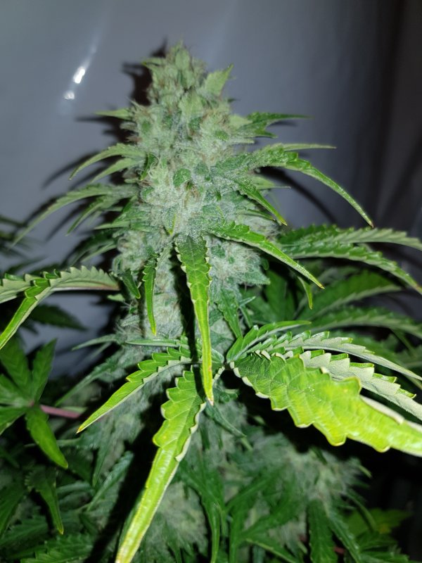 livers crack pheno #2.jpg