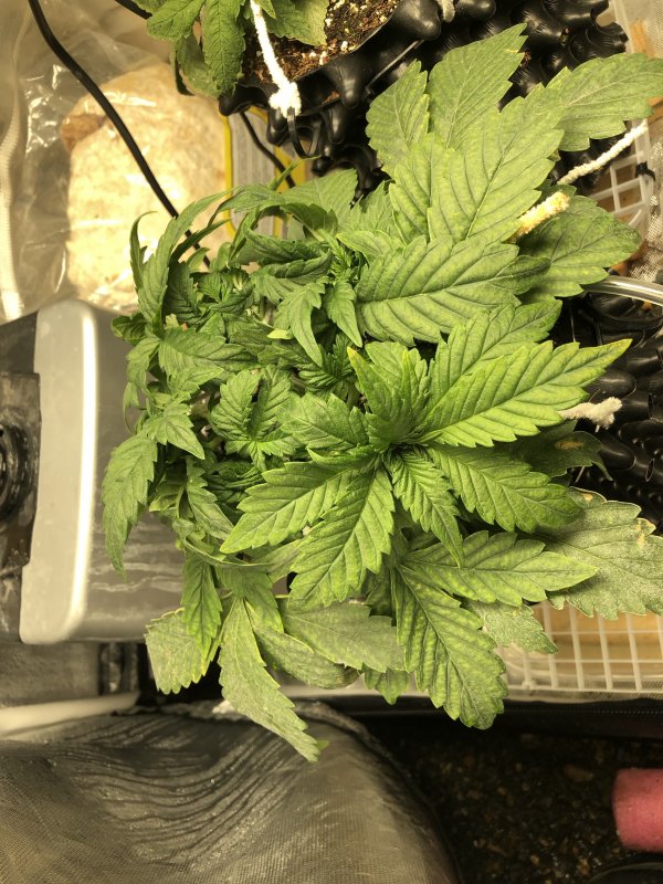 lst 2 white crack.JPG