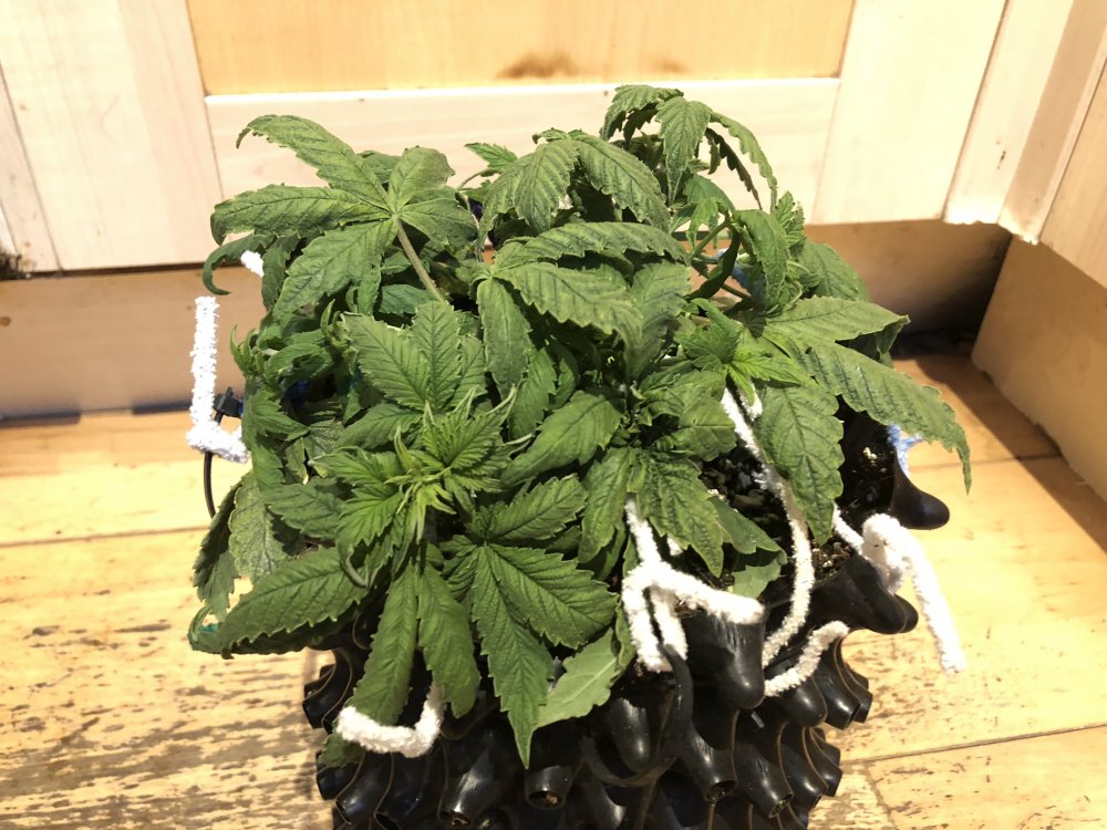 lst 4 - fastberry.JPG