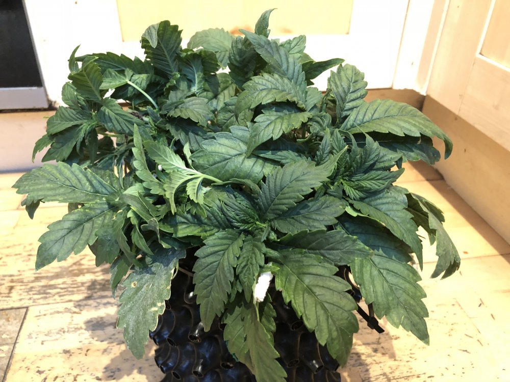 lst 4 - white crack.JPG