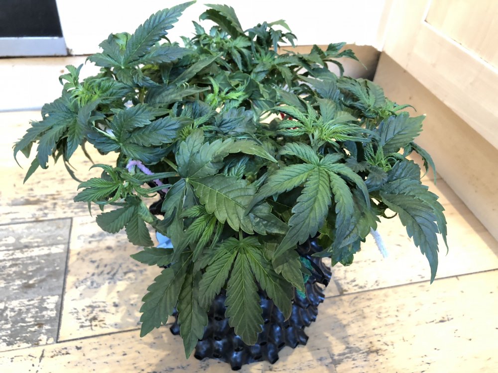 lst 5 - white crack side.JPG