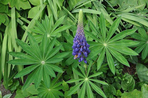 lupine-1.jpg