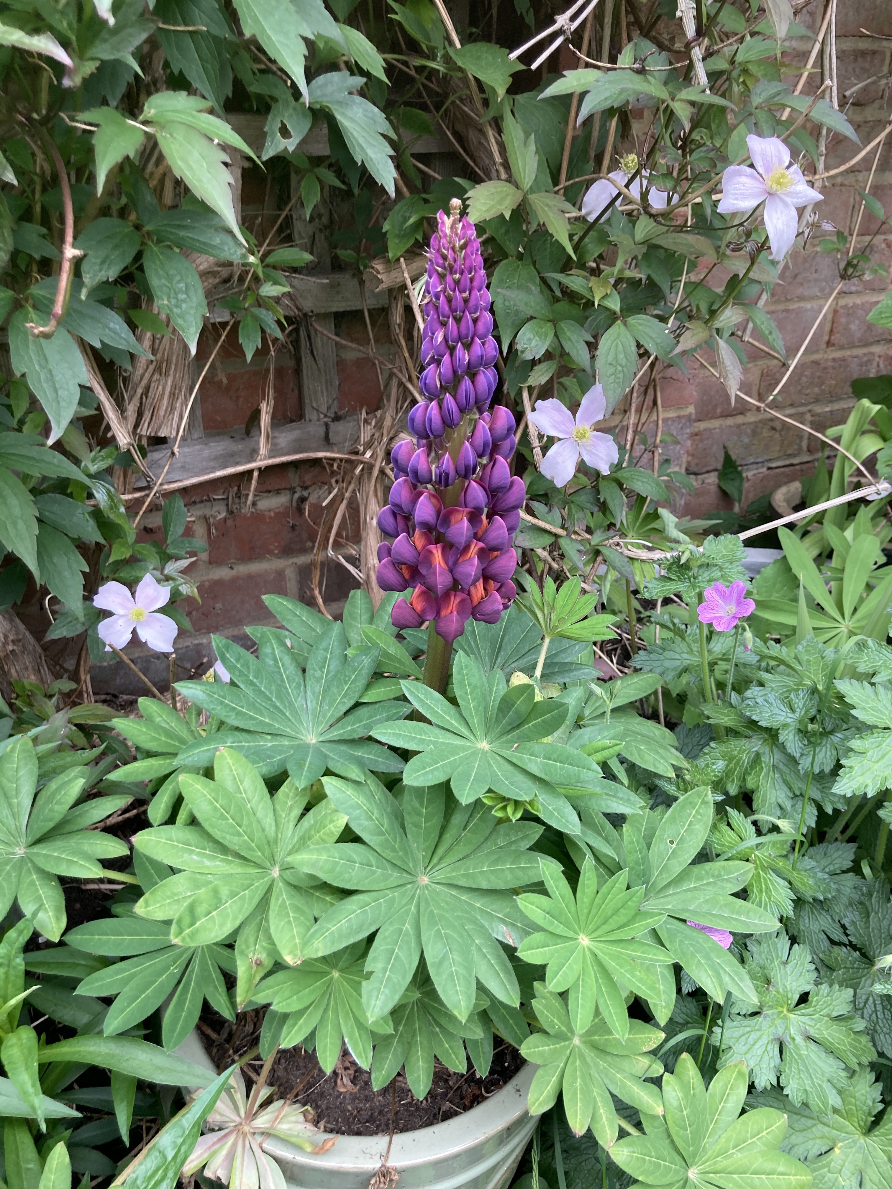 Lupines.jpg