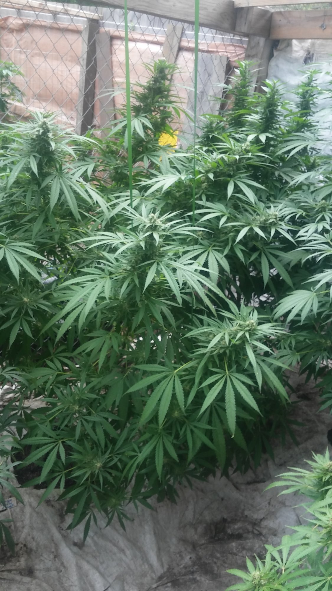 Mango hash plant.jpg