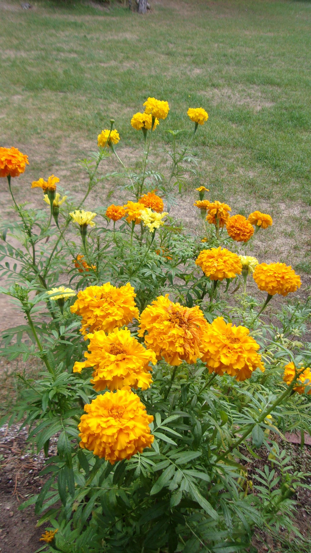 Marigold.JPG