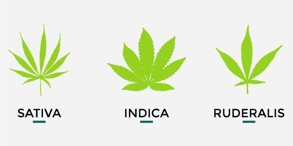 marihuana-diferencias-indica-sativa-ruderalis_blog_full.jpg