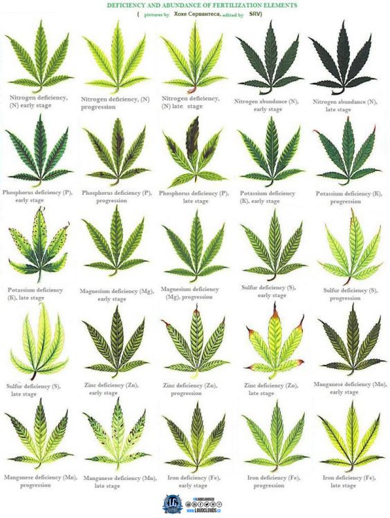 marijuana-deficiency-chart-2-564x750.jpg