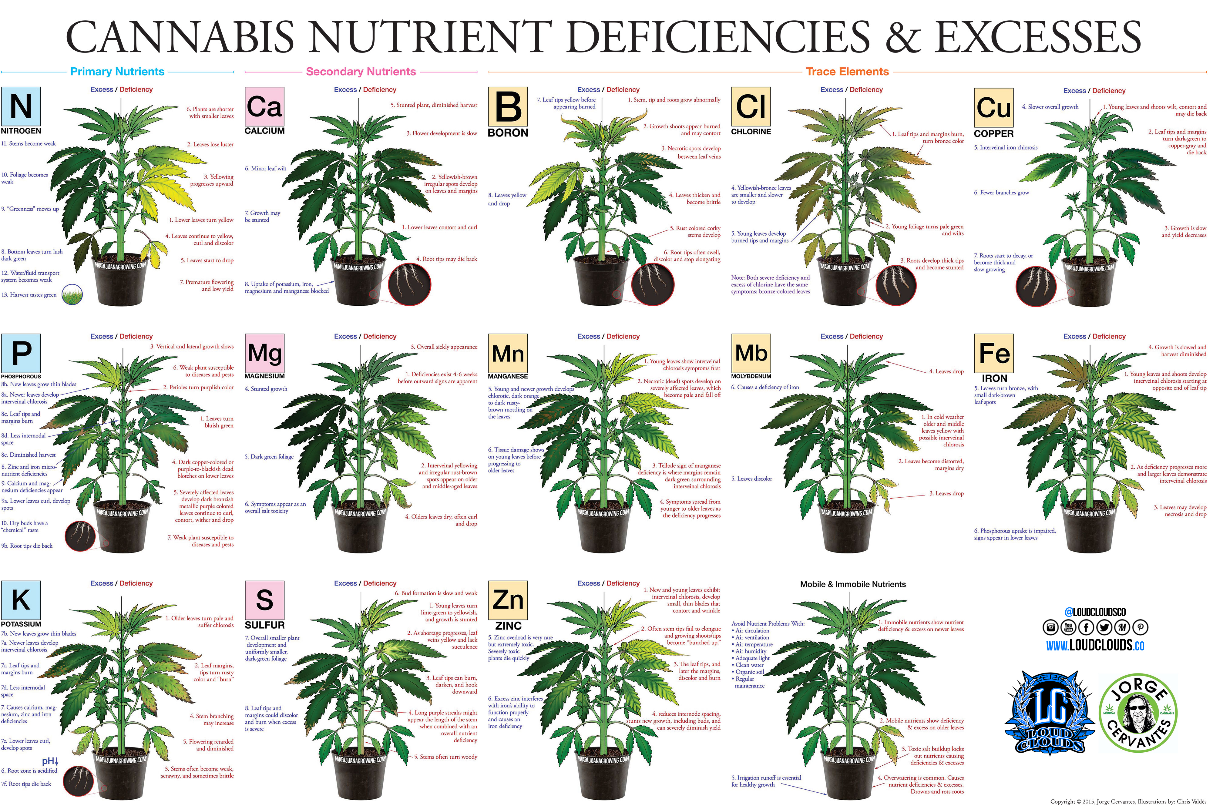 marijuana-deficiency-chart-jorge-cervantes.jpg