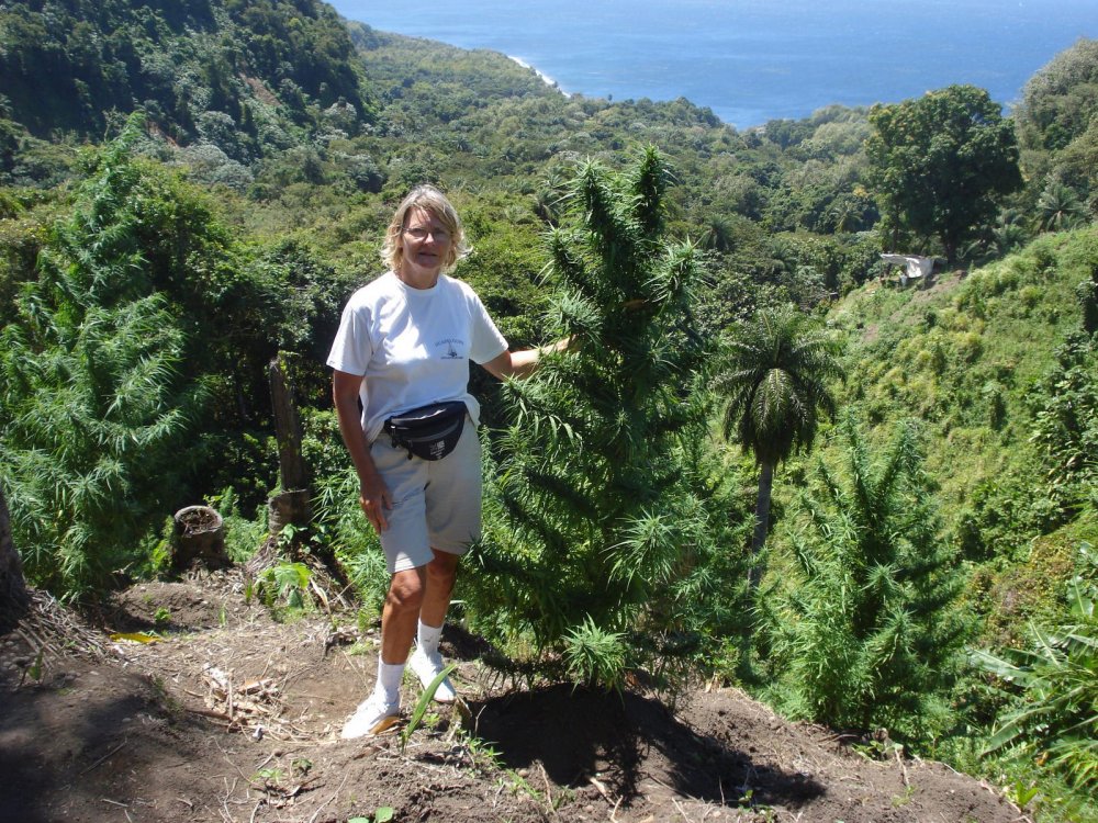 marijuana-hawaii.jpg