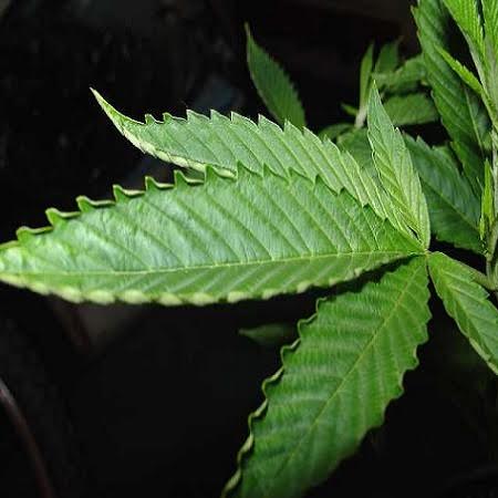 marijuana-heat-cold-symptoms.jpg