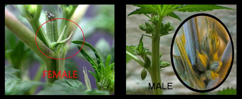 Marijuana-Plant-Life-Cycle_20.jpg