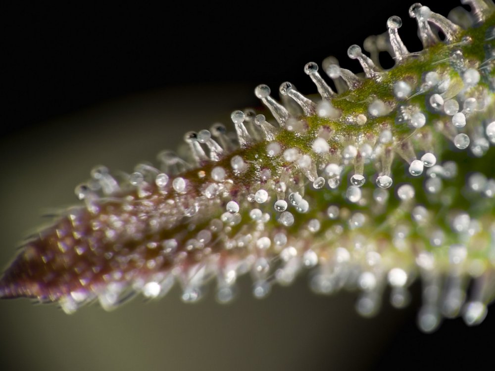 marijuana-resin-glands-trichome-farmer-cannabinoids-terpenoids.jpg