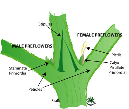 marijuana-sexing-2.jpg