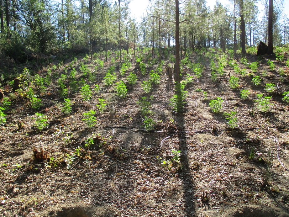 Marijuana_Grow_near_Greeley_Hill_-_photo_Mariposa_Co_Sheriff.jpg