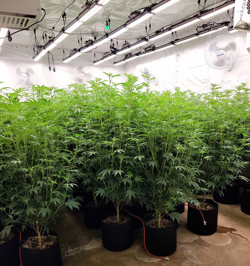 Mars Hydro LED grow ligh- sp 3000-commerical cultivation.png